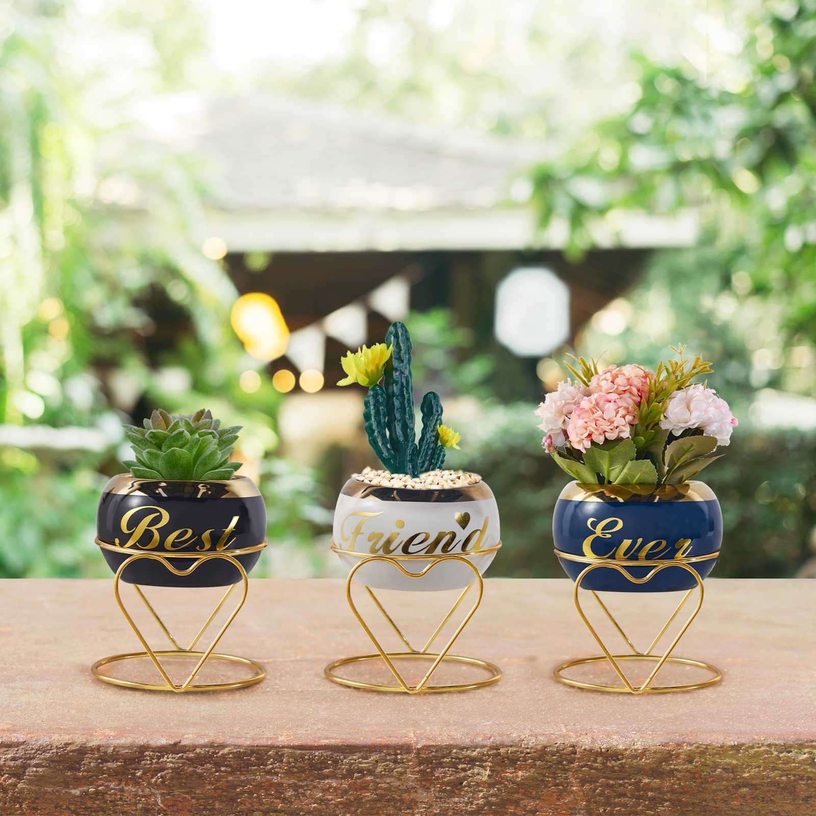 Amazon.co.jp: 植物愛好家への植物ギフト - 女性への誕生日、多肉植物