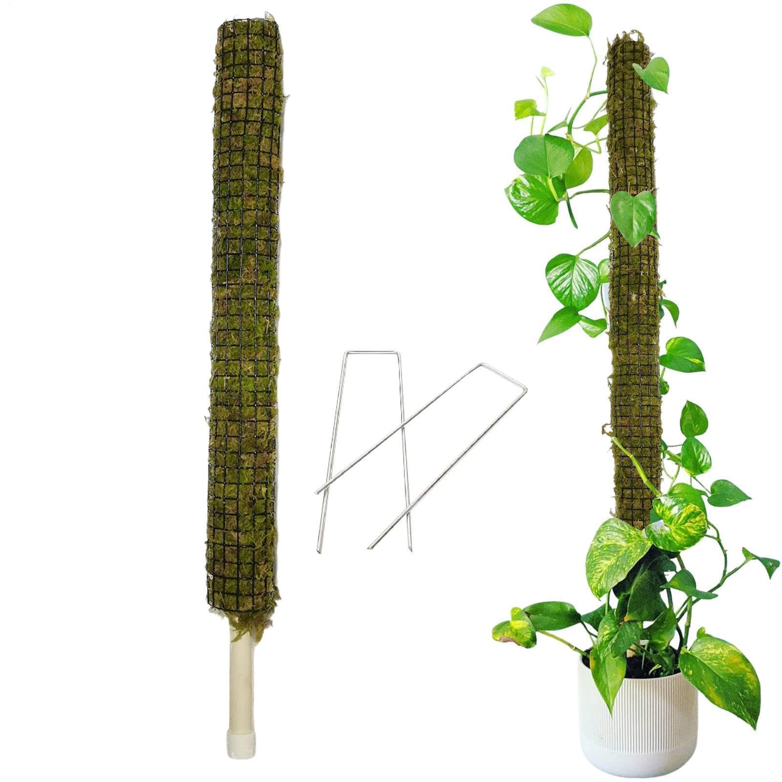 Poteau en mousse avec arrosage automatique - Support pour grimpantes