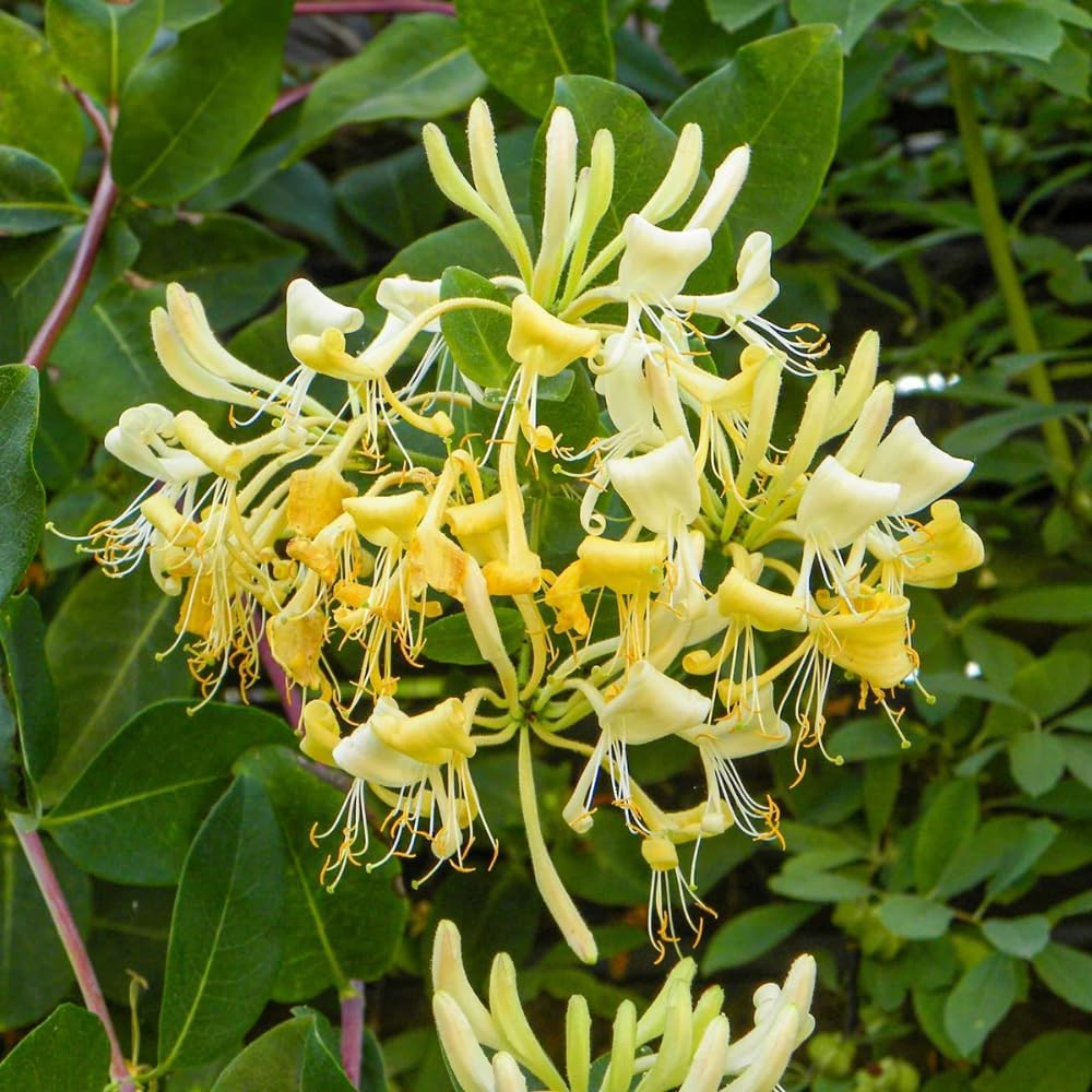 4 Honeysuckle Plants Live, 8-12 Inch Dormant Bare Root Fragrant Honeysuckle Bushes, Yellow White Honeysuckle Rooted Cuttings for Outdoor Planting