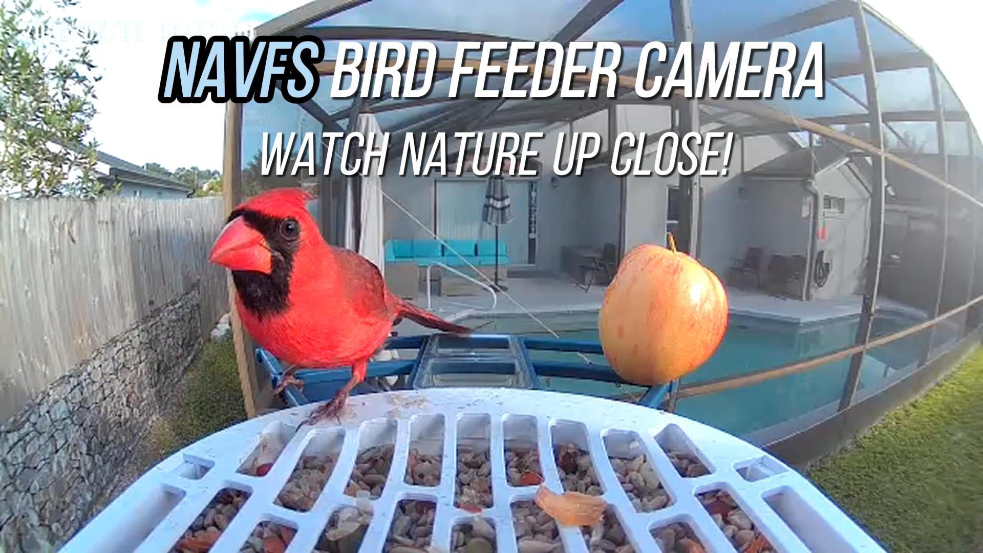 Amazon.com : Smart Bird Feeder with Camera Solar Powered & AI Bi
