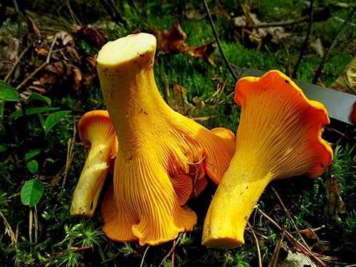 Miniatura 7 de Más de 100 hongos rebozuelos de micelio dorado esporas de desove - Amarillo hongo