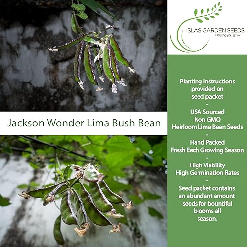 Miniatura 2 de Jackson Wonder - Semillas de frijol Lima Bush para plantar, más de 50 semillas de reliquia por paquete, semillas de jardín de Isla (semillas de