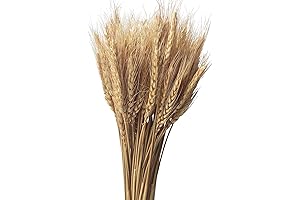 100 Stems of Natural, Sun-Dried Wheat Bunches for Autumn Decor