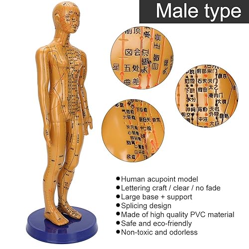 Miniatura 9 de Modelo de acupuntura, modelo de cuerpo humano masculino femenino modelo de meridiano de color cobre modelo de cuerpo humano (F1)