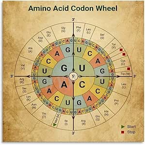 Amazon.com: Genetic Code For Amino Acids Chart Poster Biology Wall Art ...