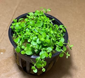 Potted Monte Carlo (Micranthemum) - Easy Carpet Aquarium Plant