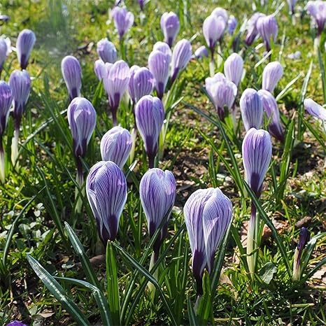 Amazon クロッカス球根 ガーデンギフト観賞用根茎ハーディ多年生球根バルコニー植物再咲く中庭の球根 5球根 花