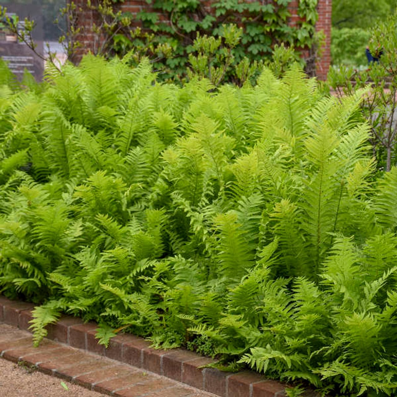 Ostrich Fern, Matteuccia struthiopteris Bare Root (100 Plants)