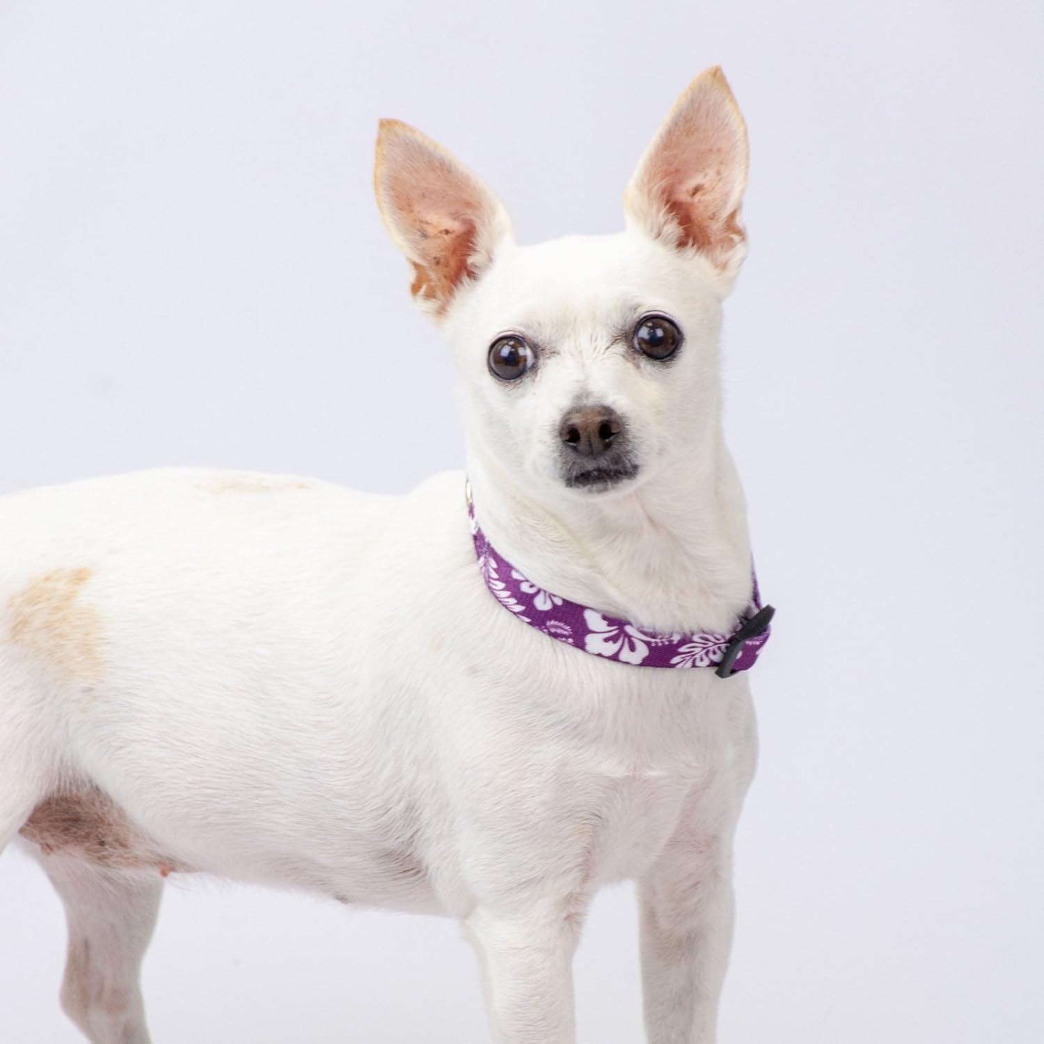 Country Brook Petz - Purple Hawaiian Everyday Dog Collar - Made in The U.S.A. - Summer Breeze Collection Featuring Sunny Designs (1 Inch, Medium) image 2