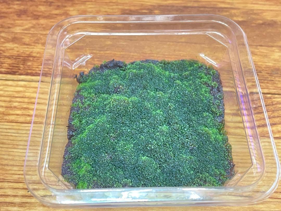 前葉体 Ridleyi thin frond 細葉 リドレイ胞子培養 ビカクシダ