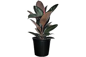 Elegant Burgundy Rubber Plant: A Touch of Greenery and Grace for Every Home