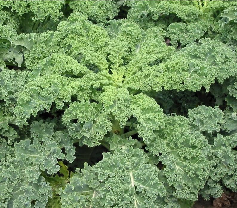 Dwarf Siberian Kale 240 (PKD) Seeds