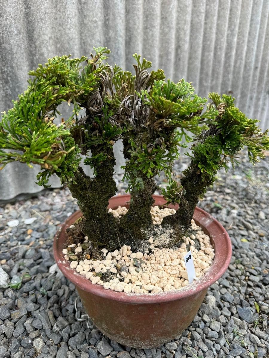 ❶ 岩ヒバ(岩松) 首長最上株物 １３株 植木 陶器鉢付 ３０年物 ➃ イワヒバ ( 岩松 ） 首長最上株物 30年以上物コニファー 鉢植え