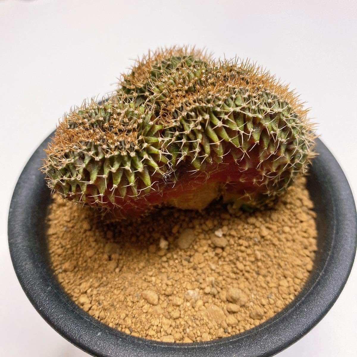 【たかはし様用】WORMED / Planisphaerium Amazon.co.jp: 幅約6cm！LB2178錦！サボテン ギムノカリキウム