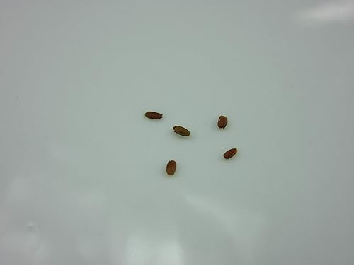 Francesa Lilac árbolarbusto (Syringa vulgaris) semillas de Robsrareandgiantseeds UPC0764425787716 Bonsai, Non-GMO, Organic, Históric Plants, Sacred,