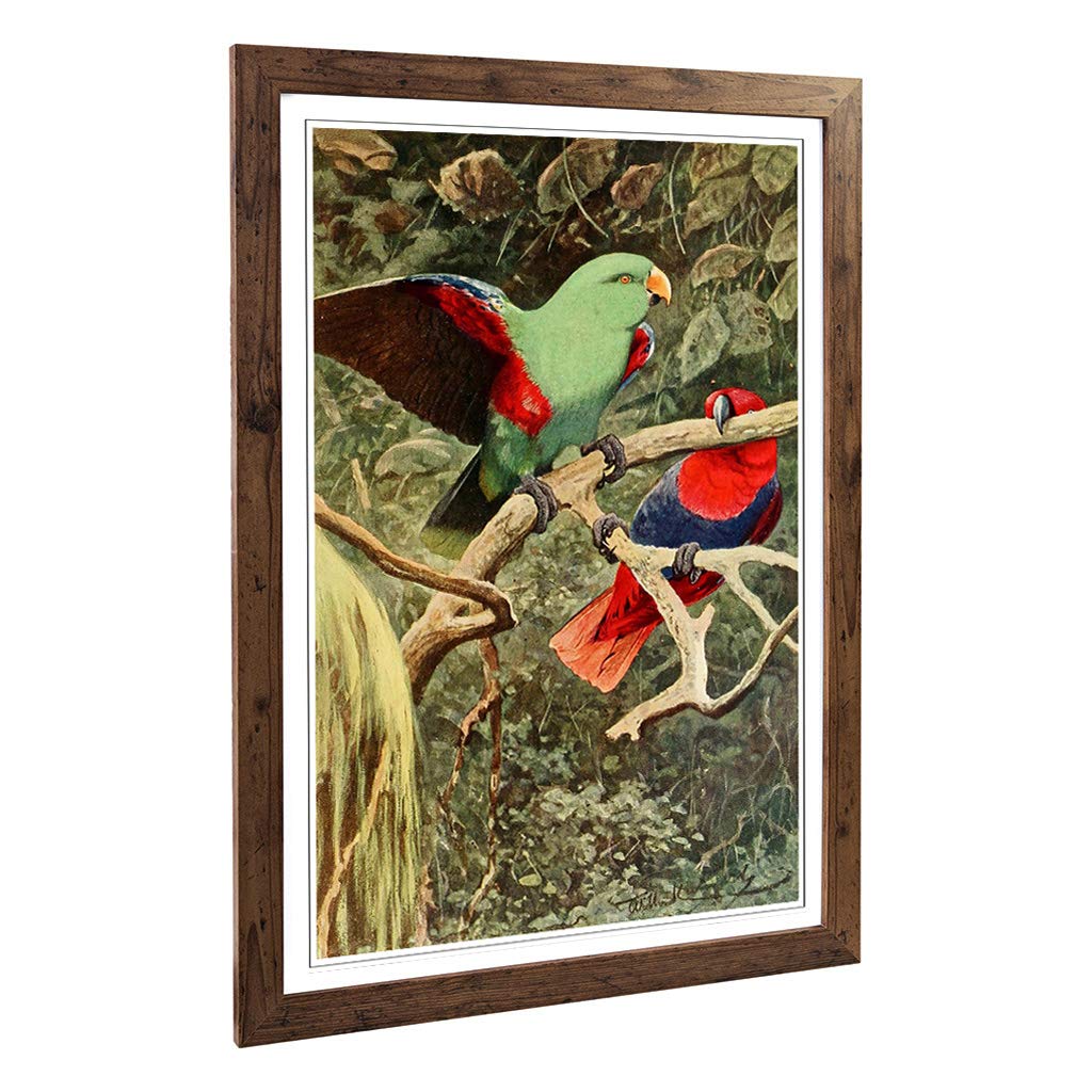 Big Box Art Framed Print of Vintage W Kuhnert Eclectus Parrot Design | Wall Art Picture | Home Decor for Kitchen, Living Room, Bedroom, Hallway, Walnut, A2 / 24.5x18 Inch / 62x45cm