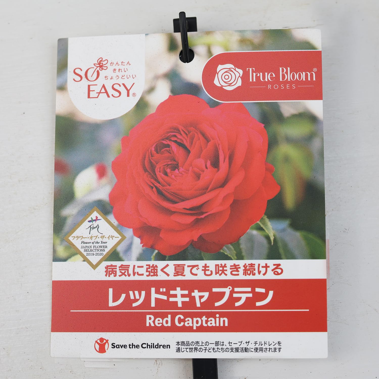 専用です　バラ苗　小さめ　切り花種　□宅急便コンパクトで発送 バラ苗 とげ少ない kn29-90 4号 今井清作出 切り花品種接ぎ木