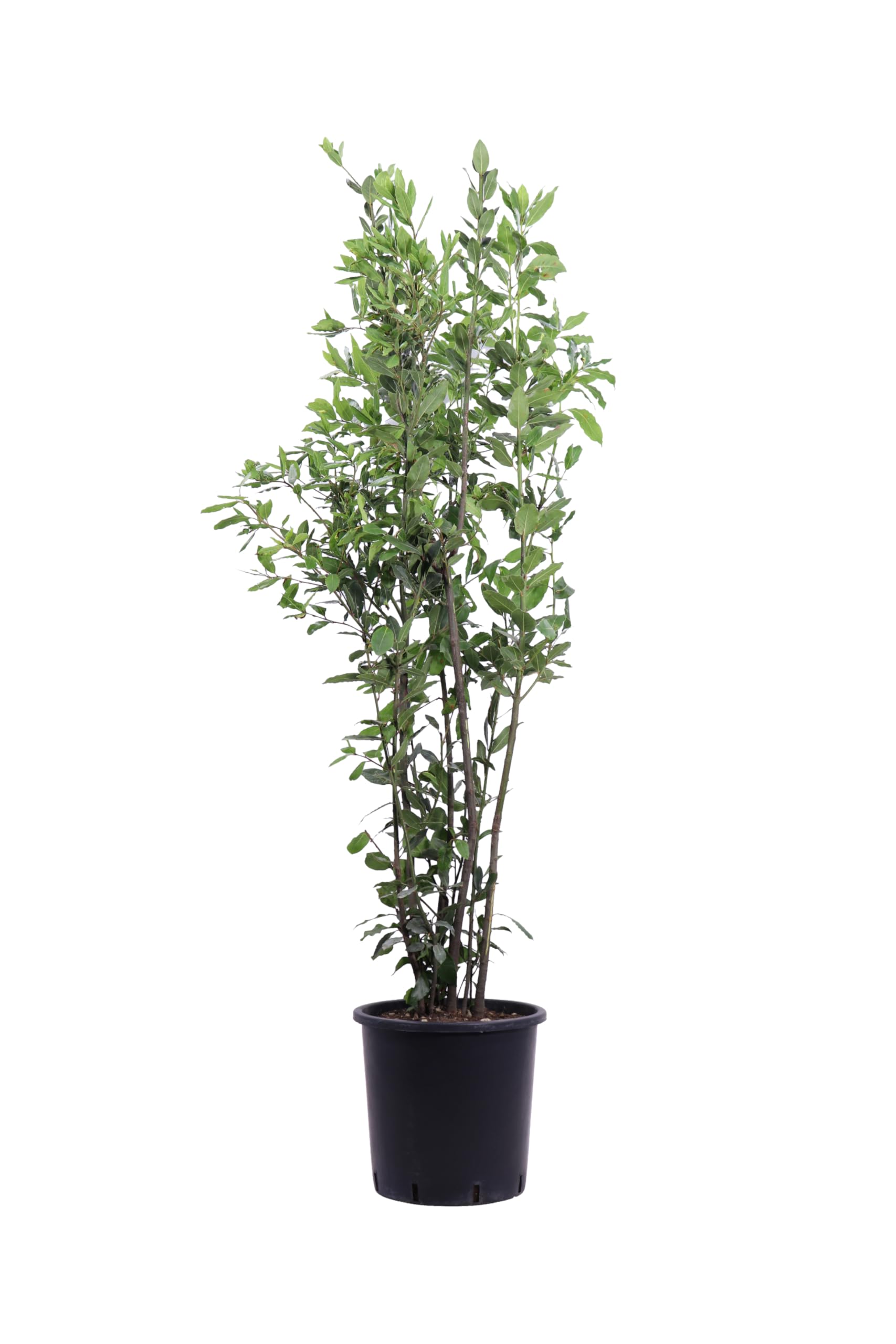 Pianta vera di Alloro o Laurus Nobilis diverse misure cespuglio ornamentale aromatica da esterno venduta da eGarden.store (Vaso 28 cm)