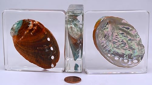 Miniatura 5 de Concha de abulón real de 2.9 pulgadas en resina de lucita cristalina, espécimen de pisapapeles preservado de mar marino brillante, colección de