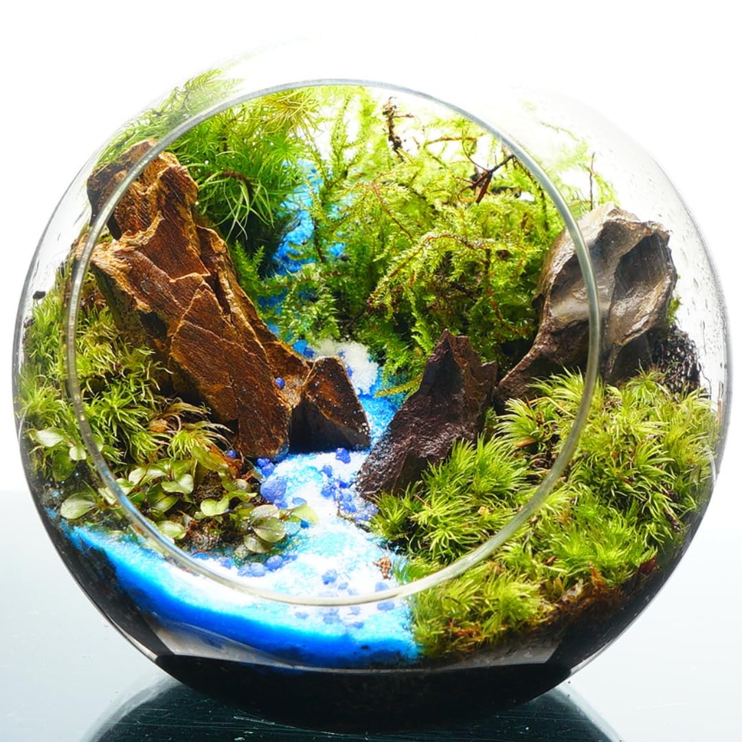 Amazon｜【苔庵介る】 苔テラリウム 完成品 8cm 斜口ボトル 青砂 川の