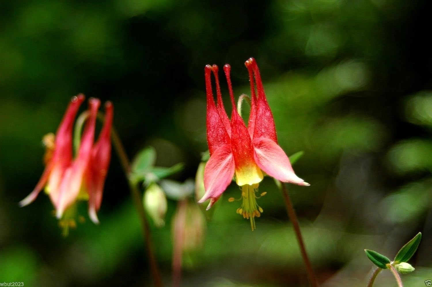 The Best Plants For Dry Shade Expert Fupping