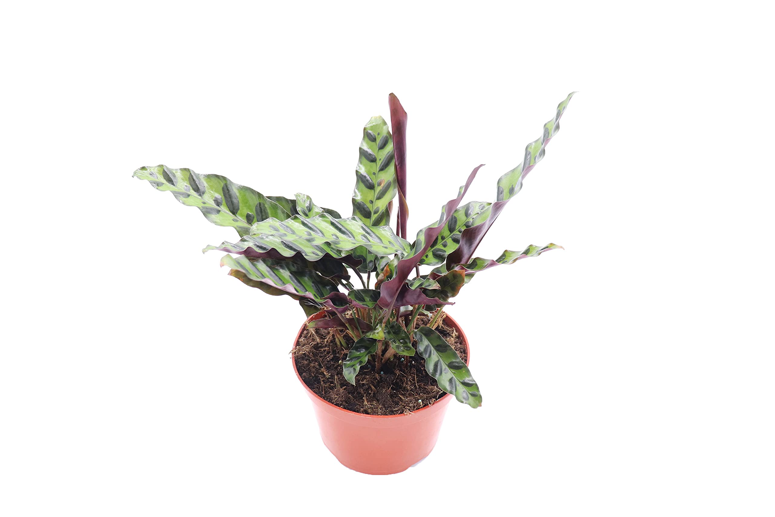 California Tropicals Calathea Rattlesnake