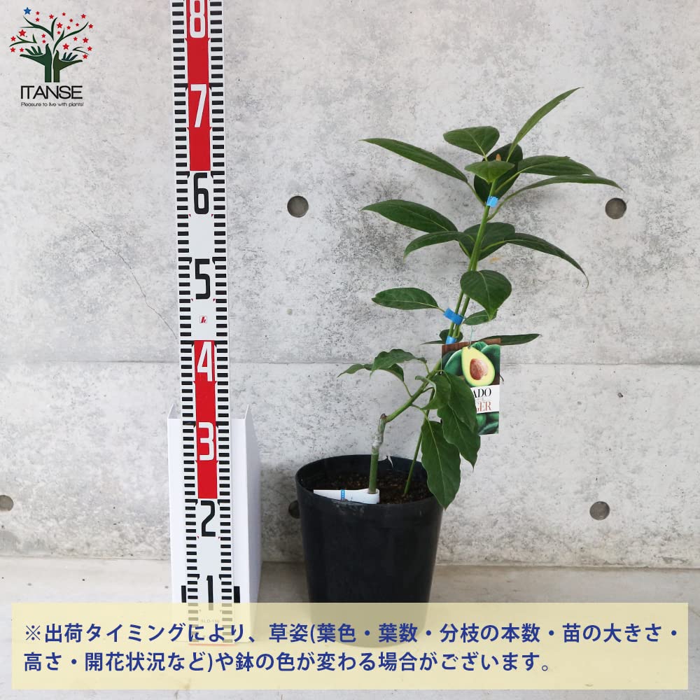 Amazon.co.jp: アボカド・エッティンガー 接木2年生苗木 7寸大苗【果樹