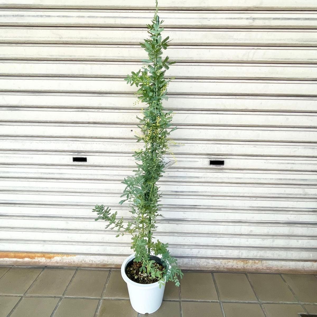 クリスマスローズ 苗 SDソレイユ（銅葉） セルフ 1苗 ぱぺこ