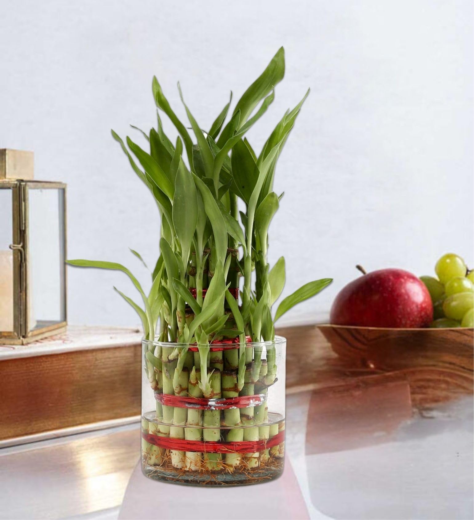 POTS AND PLANTS Lucky Bamboo Three Layer (Indoor Bamboo Tree Plants) in Pot- for Gifting, Home Decor, Tabletop & Office Desk (Transparent Glass) (B09T9GNF5F) Amazon Price History, Amazon Price Tracker