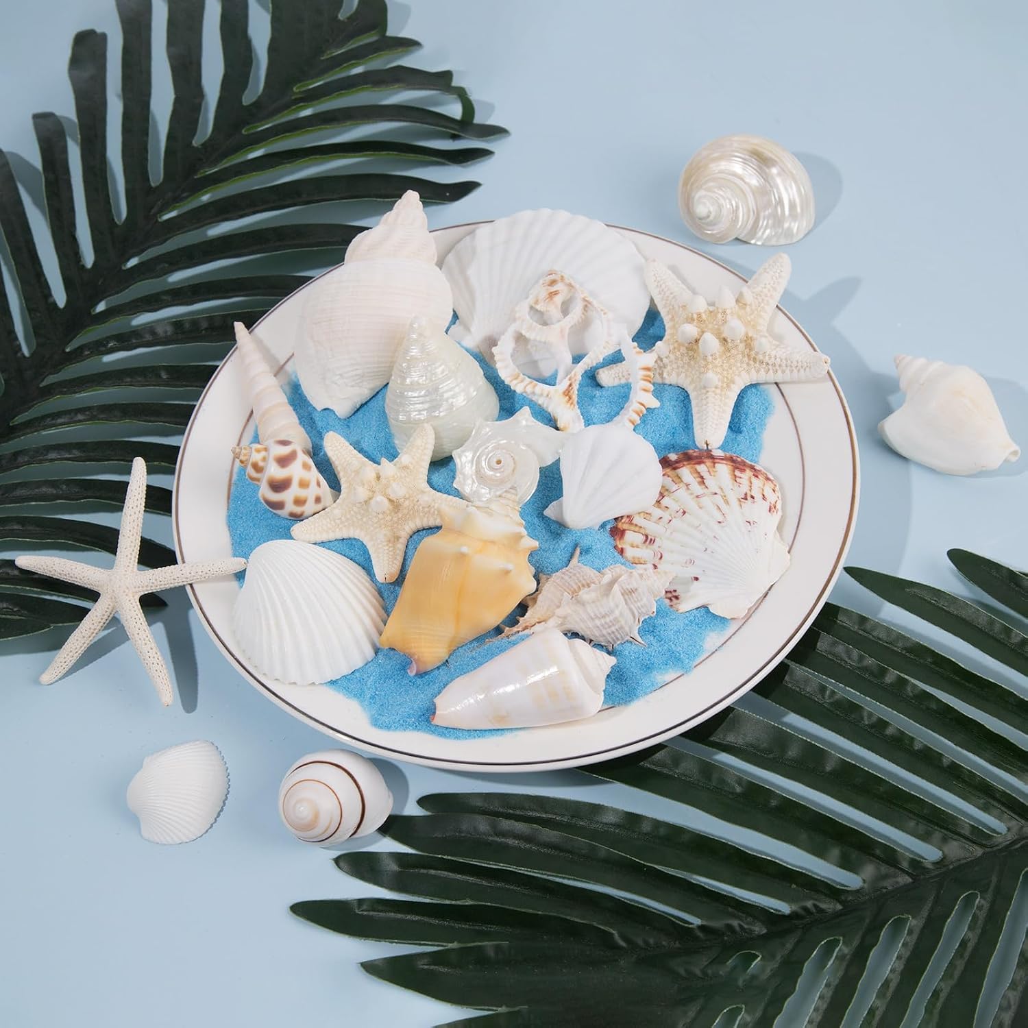 JQAQJU 20 Kinds Sea Shells Mixed Starfish Seashells for Crafts