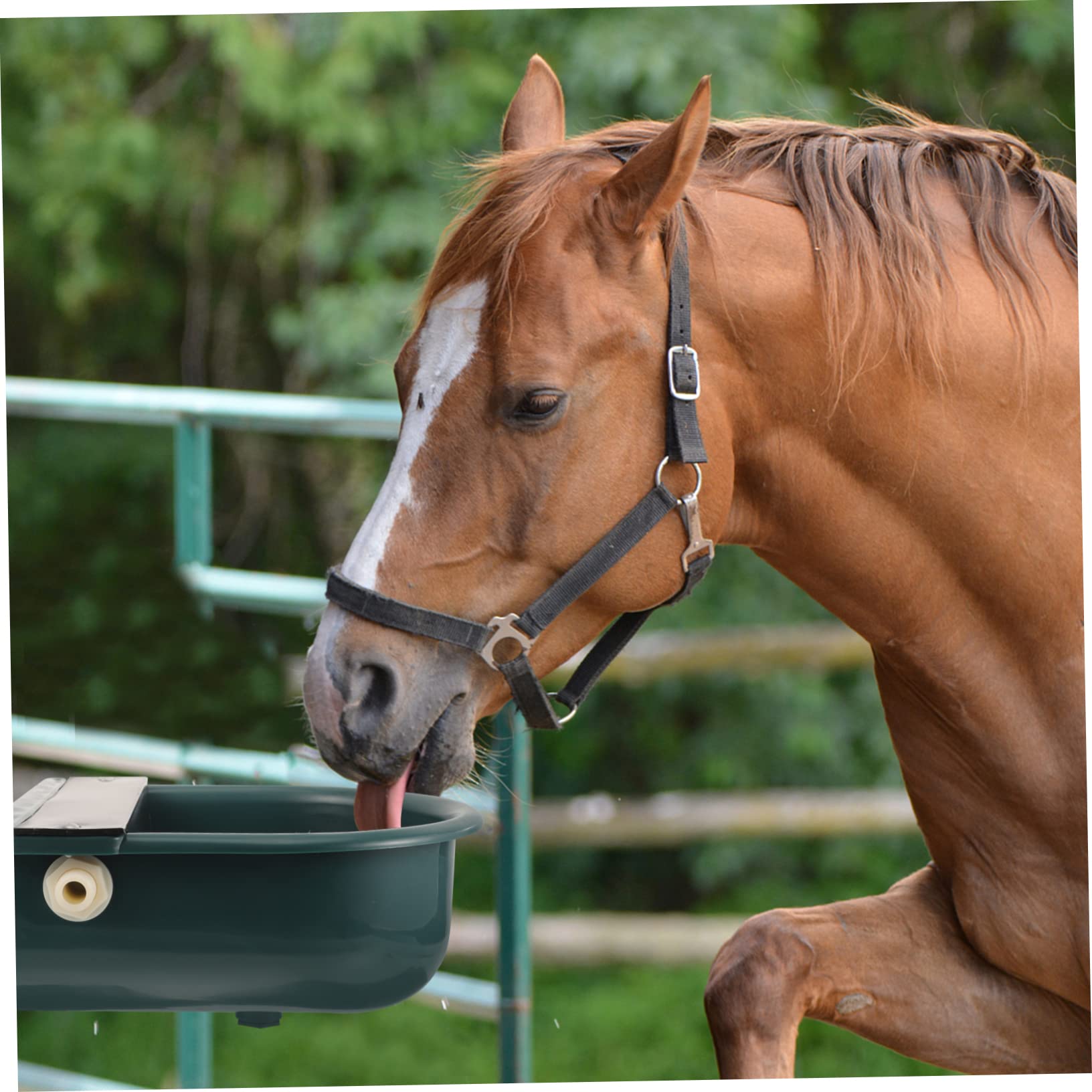 Beavorty Bebedero Automático Para Caballos y Vacas Hecho De Plástico Inoxidable y Duradero