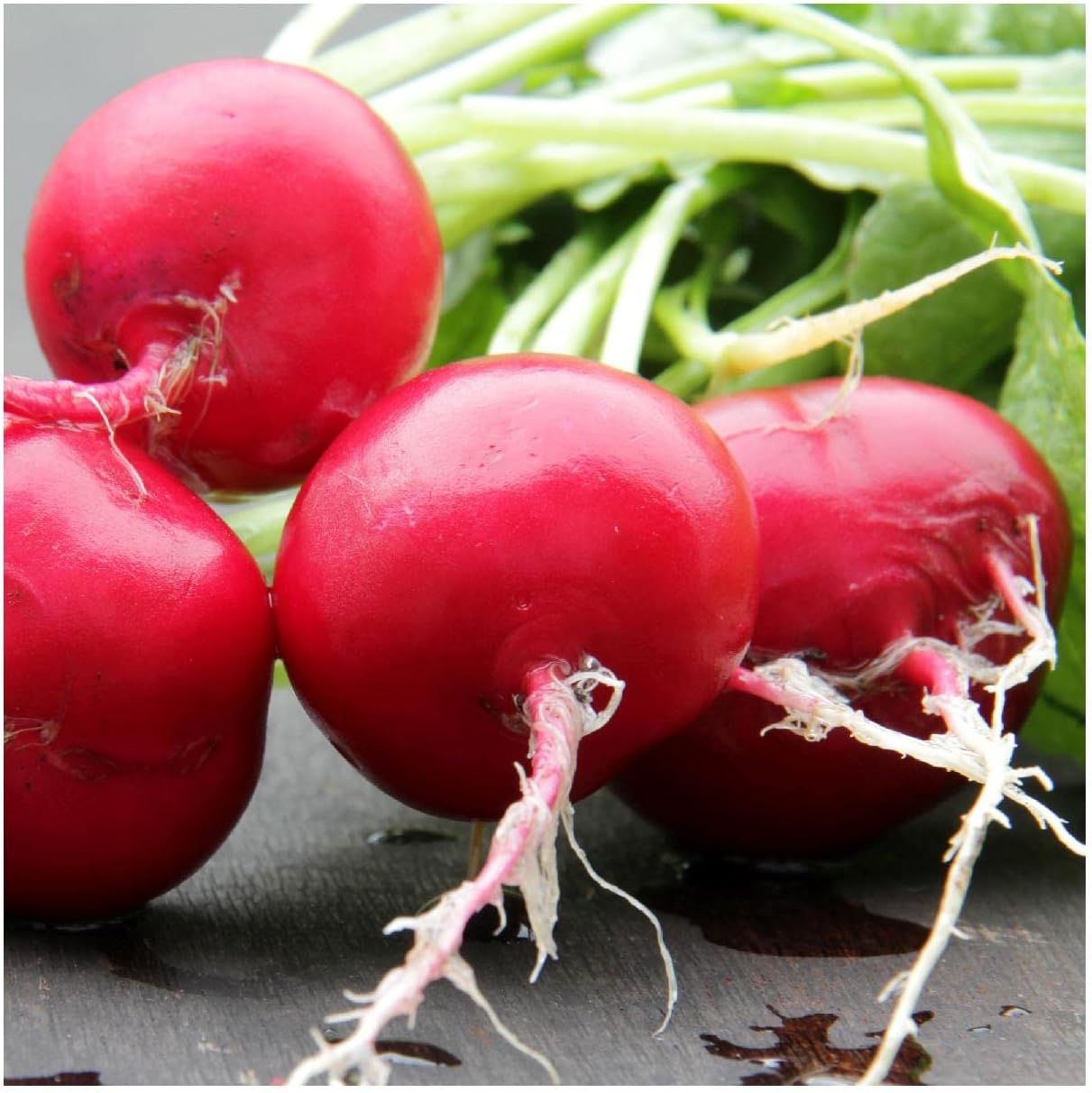 Everwilde Farms - 1 Lb German Giant Radish Seeds - Gold Vault