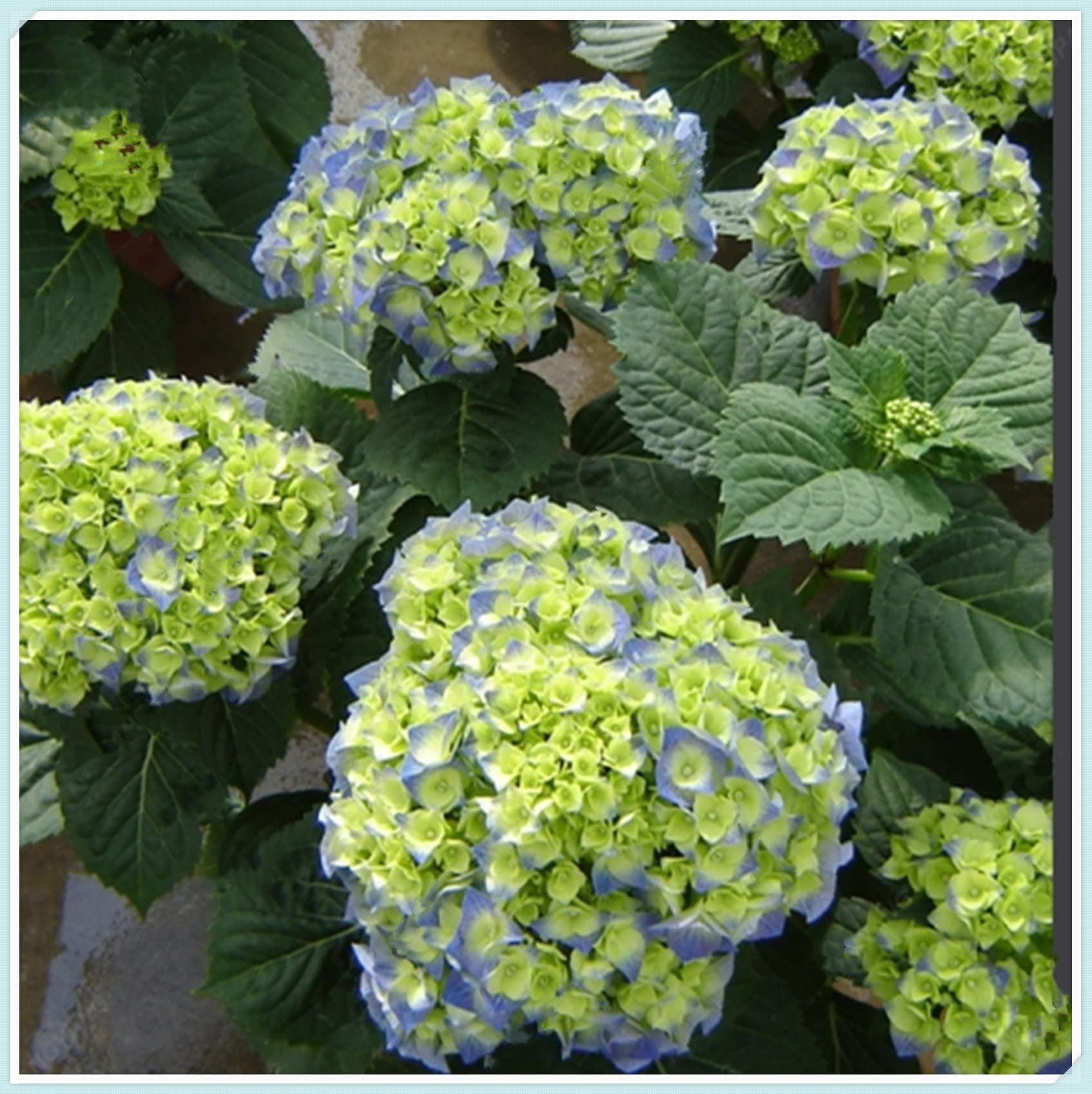 Raíces de Hortensia,Resistentes-Robustas, Versátiles, Frescas, Adaptables-3 rizoma