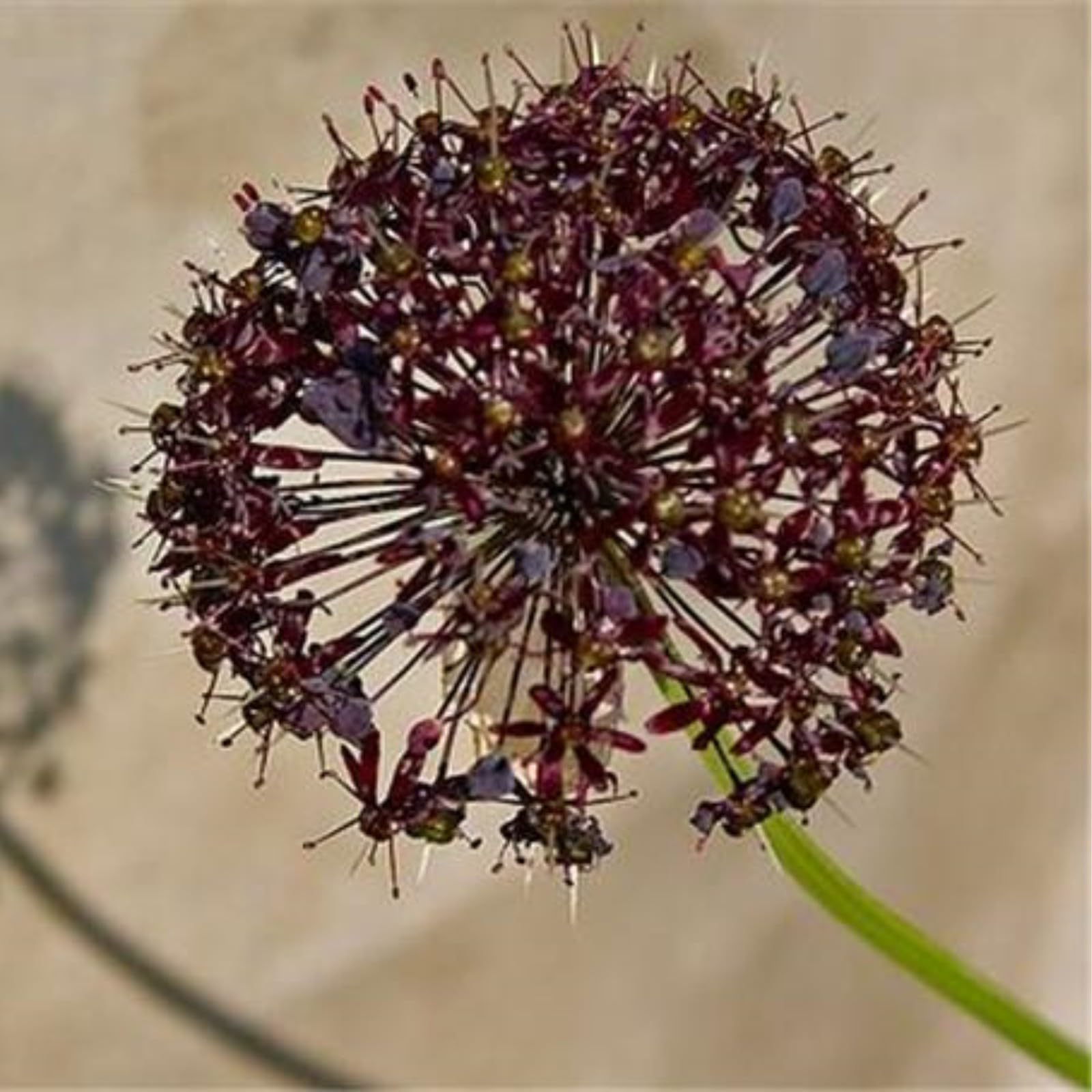 Stunning Allium Bulbs Mix for Planting Now UK/Cut Flowers/Greening Flower/Strong Plants That Grow Well/Natural Organic/Eye-Catching,Wedding Flowers.-15bulbs-I