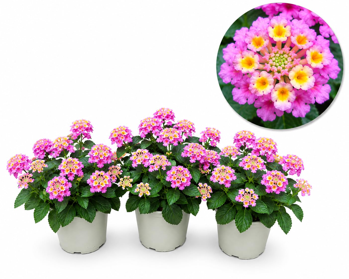 POWERS TO FLOWERS - LANTANA CAMARA GIALLA 3 PIANTE, VASO 14CM, piante vere
