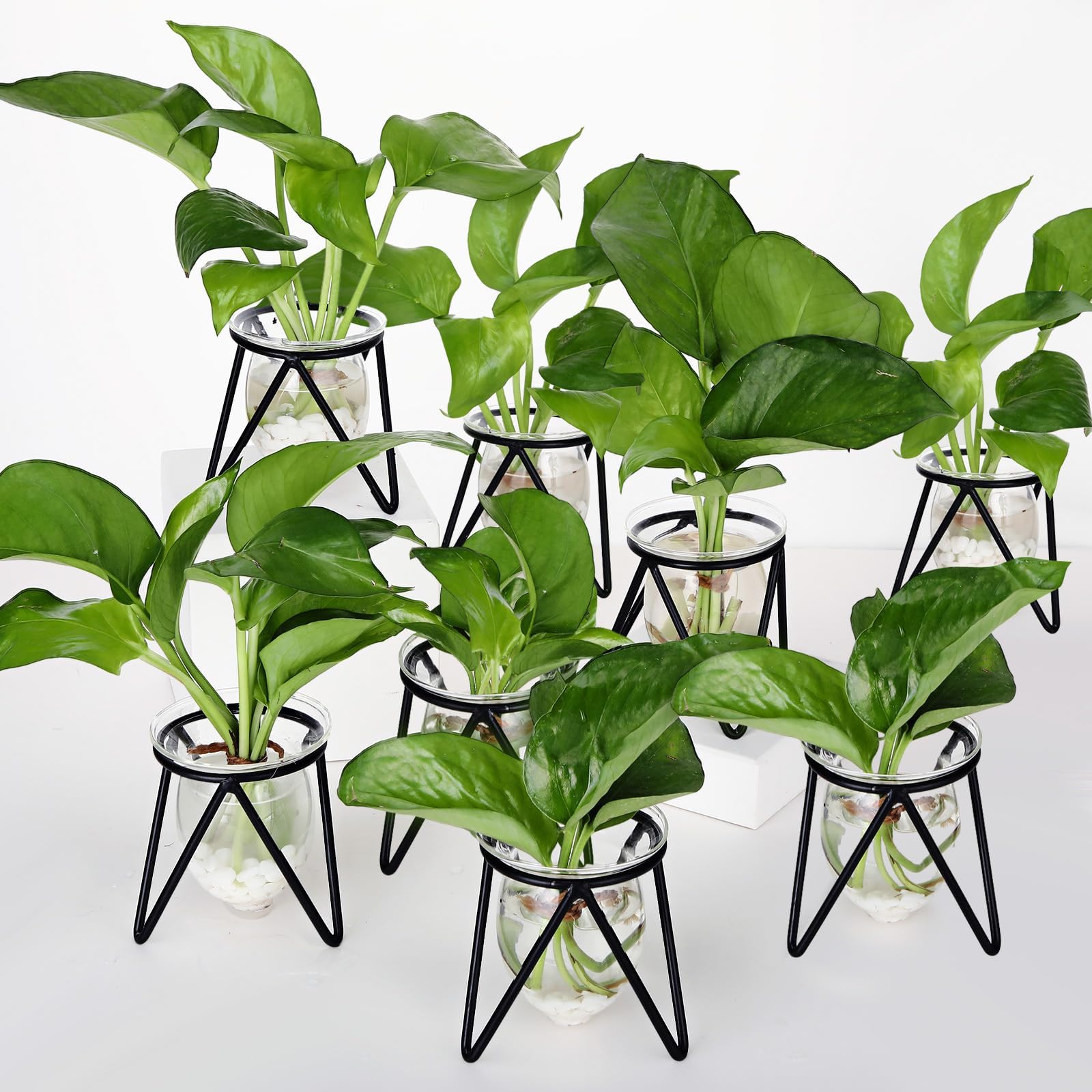 8 Pcs Plant Terrarium with Metal Stand Glass Plant Propagation Propagated Plant Vase Glass Planter Desktop Bulb Glass Vase for Plants Flower Hydroponics Home Garden Office Decoration, Black