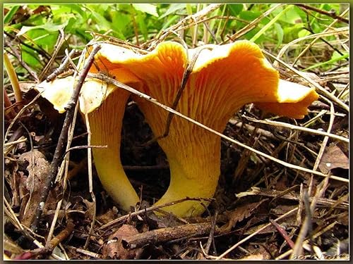 Miniatura 3 de Sporas Mushroom Golden Chanterelle Seeds Mycelium Spawn Hierloom Seed No OGM