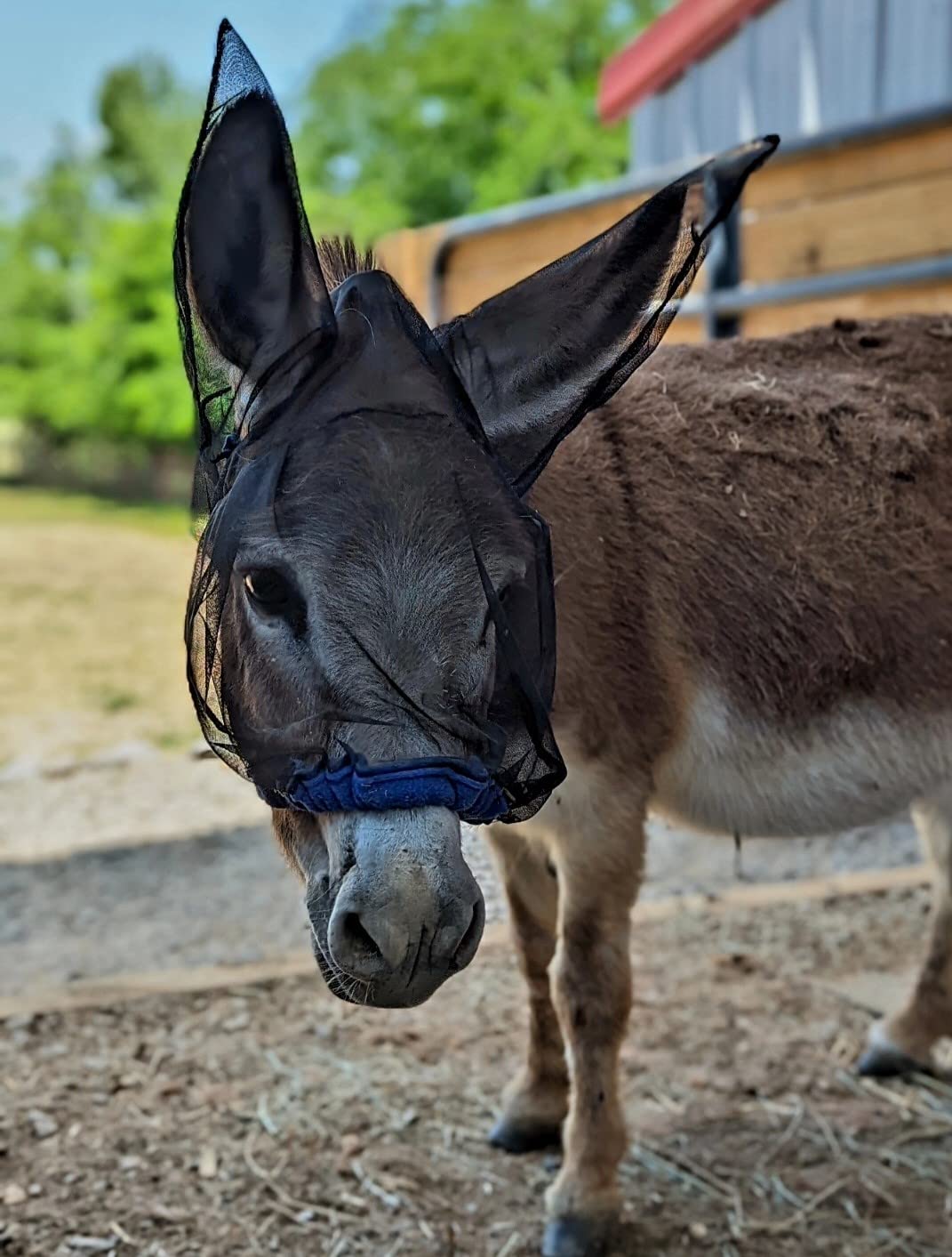 Mini Donkey Fly Mask (Multi)