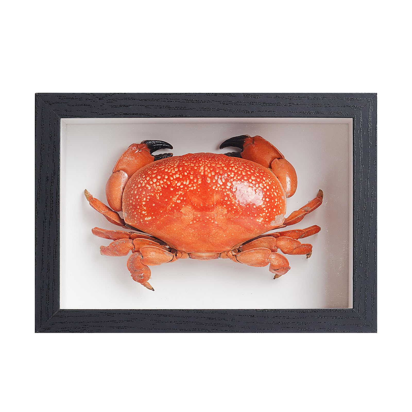 Framed Real Crab Taxidermy – Atergatis Integerrimus, 6.6 X 4.6 In, Preserved Specimen For Coastal Wall Art & Education