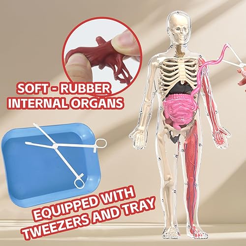 Miniatura 10 de Nuevo modelo de calavera de anatomía humana 2024, rompecabezas de 17 partes de calavera y 10 tarjetas flash de conocimiento, mini modelo de calavera