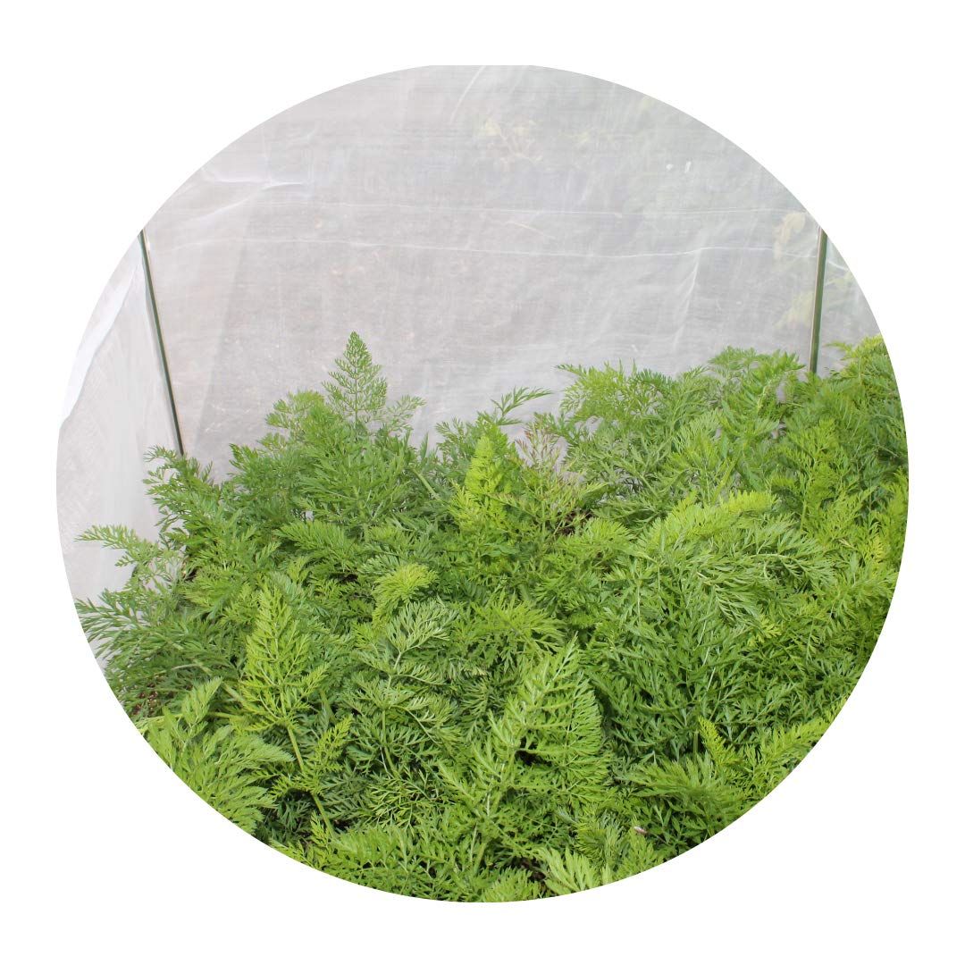 Carrot Fence Netting Crop Protection Gardening Naturally (5)