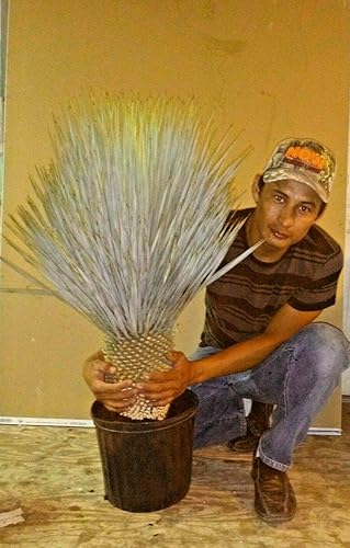 1 planta viva muy exótica de yuca rostrata de 25 a 30 pulgadas