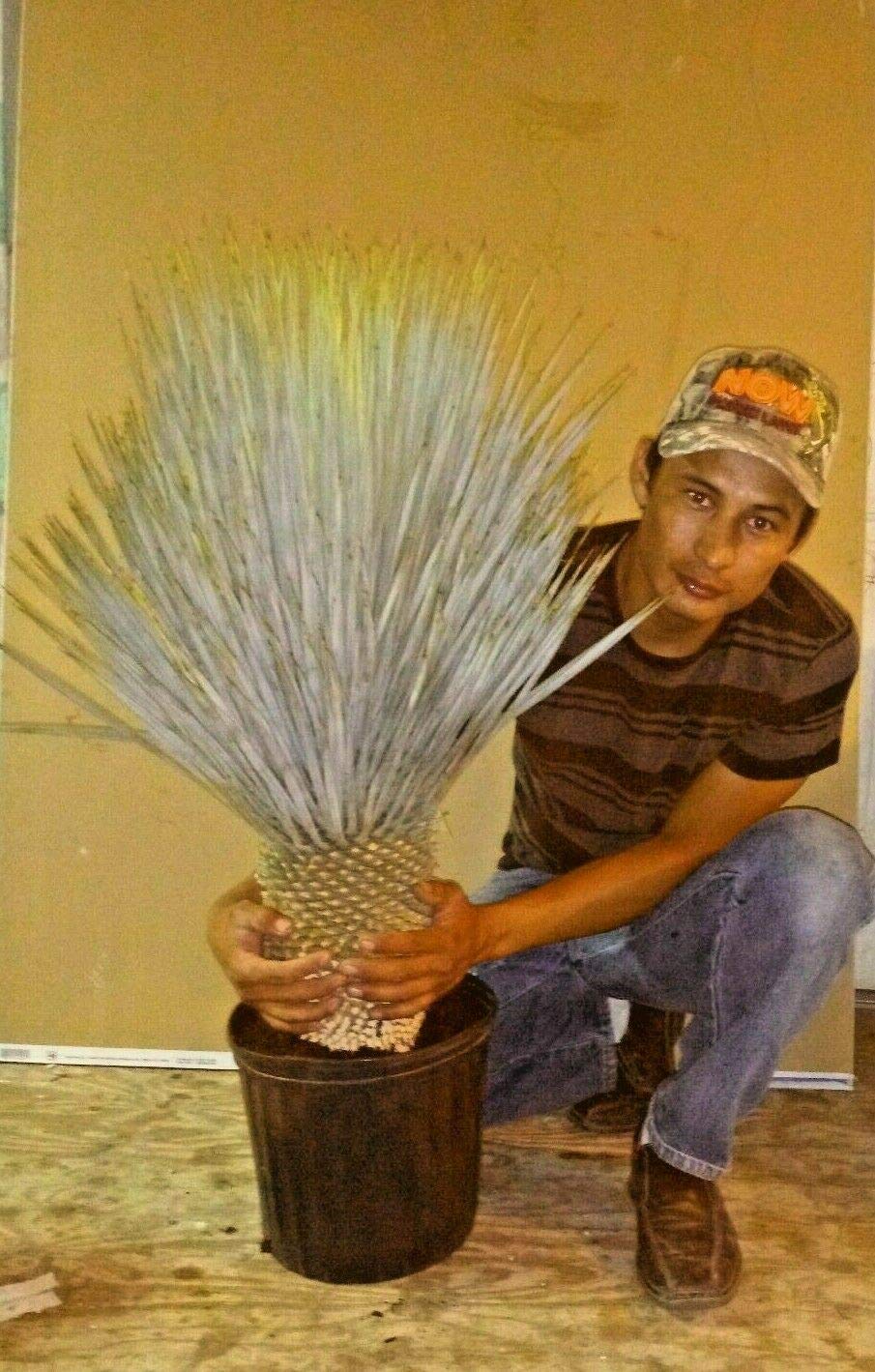 Yucca Rostrata Cactus 25-30 Inch Live Plant