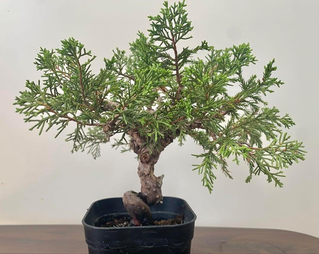 真柏 盆栽 素材 真柏荒木（盆栽素材） 真柏盆栽素材荒木2本