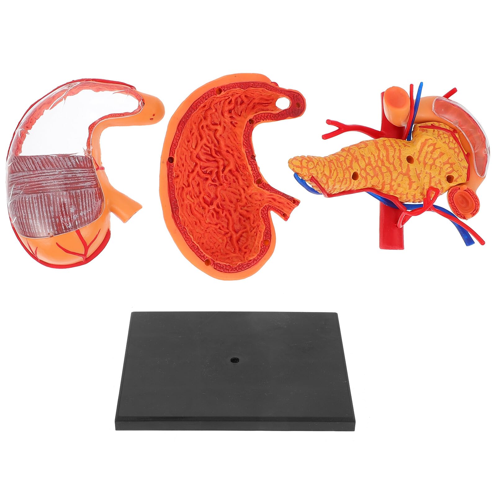 Mipcase Modèle Anatomique de L'estomac en Plastique Pédagogique 4d, Modèle Biologique Détachable pour L’enseignement Scolaire et Médical, Matériel Éducatif Léger et Portable