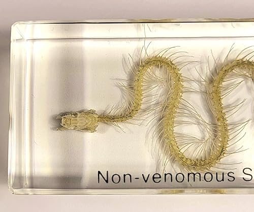 Miniatura 2 de Esqueleto de serpiente de 4.331 in en espécimen de resina Lucite transparente para Halloween, serpientes de reptiles, animales de taxidermia,