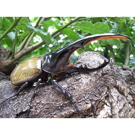 Amazon Co Jp ヘラクレス ヘラクレス 幼虫飼育入門セット 初心者の方やお子様にも是非ヘラクレスオオカブト昆虫キットカブトムシ幼虫 ホビー Amazon Co Jp ヘラクレス ヘラクレス 幼虫飼育入門セット 初心者の方やお子様にも是非ヘラクレスオオカブト昆虫キットカブトムシ幼虫 ホビー