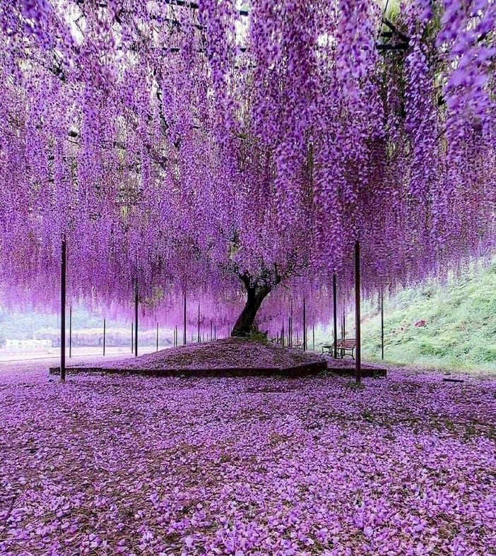 Violet-Purple Chinese Wisteria Tree - 8-16" Tall Live Plant - Quart Pot - Blue-Violet Flowering Wisteria Seedling - Fast-Growing - Wisteria sinensis