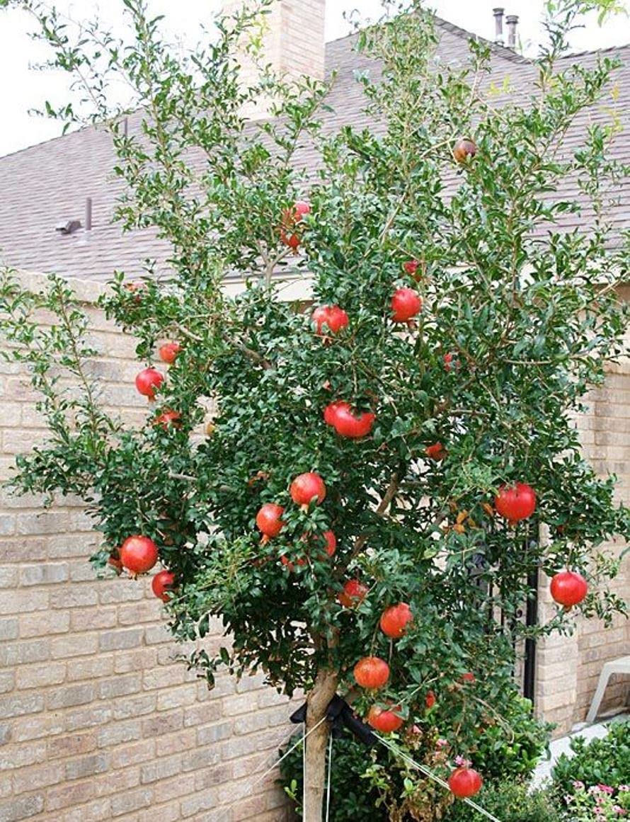 Hybrid Pomegranate/Red Annar Fruit Live Plant & Tree (1.5-3.5 Ft Size) For Home Gardening Red Annar Healthy Fruit Plant (Pack Of 1) (B0CSKBX5X8) Amazon Price History, Amazon Price Tracker