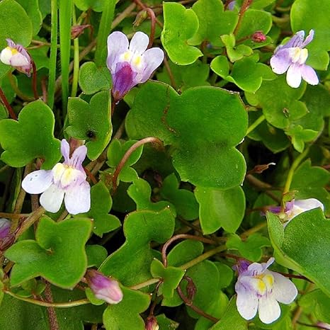 Amazon 多年草 シンバラリア ムラリス 2株セット グランドカバー 花 Amazon 多年草 シンバラリア ムラリス 2株セット グランドカバー 花